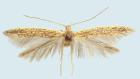 Figure 1. Coleophora occatella, adult, wingspan 15 mm (Photograph: Ignác Richter).