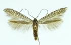 Figure 10. Coleophora mareki, adult, wingspan 16 mm (Photograph: Ignác Richter).