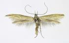 Figure 3. Coleophora hackmani, adult, wingspan 16 mm (Photograph: Ignác Richter).