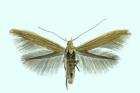 Figure 7. Coleophora bornicensis, adult, wingspan 12 mm (Photograph: Ignác Richter).