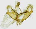 Figure 8. Coleophora bornicensis, male genitalia, GP 21499 IgR (Photograph: Ignác Richter).